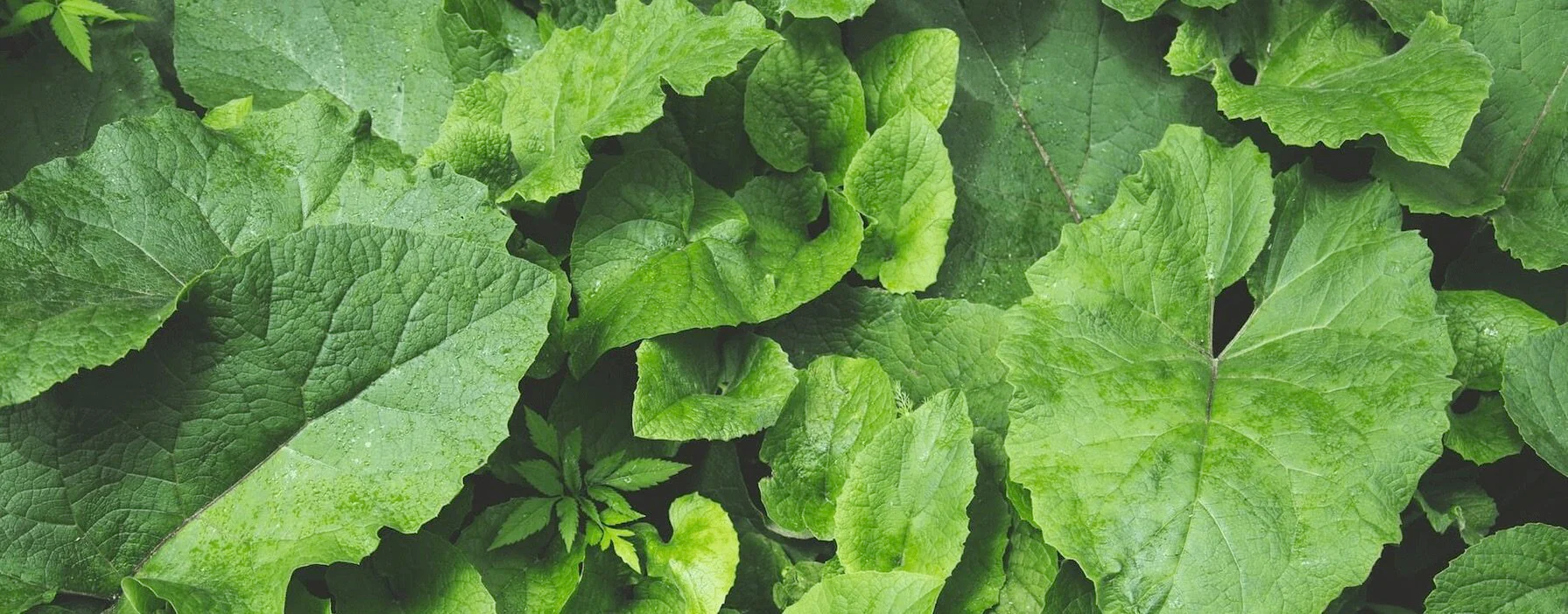 Pure Beauty From Organic Roots